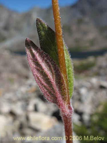 Bild von Calceolaria arachnoidea-x-C.-corymbosa,-hybrido (Capachito). Klicken Sie, um den Ausschnitt zu vergrössern.