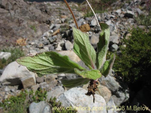 Image of Calceolaria arachnoidea-x-C.-corymbosa,-hybrido (Capachito). Click to enlarge parts of image.