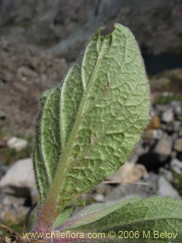 Bild von Calceolaria arachnoidea-x-C.-corymbosa,-hybrido (Capachito). Klicken Sie, um den Ausschnitt zu vergrössern.