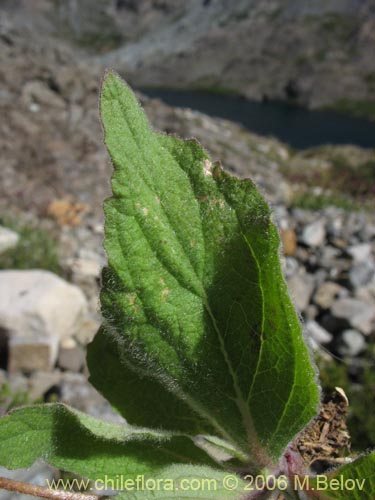 Bild von Calceolaria arachnoidea-x-C.-corymbosa,-hybrido (Capachito). Klicken Sie, um den Ausschnitt zu vergrössern.