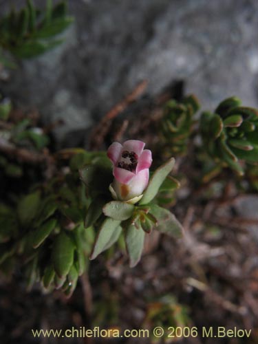 Image of Gaultheria caespitosa (Murtillo). Click to enlarge parts of image.