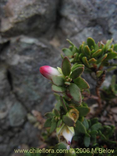 Image of Gaultheria caespitosa (Murtillo). Click to enlarge parts of image.