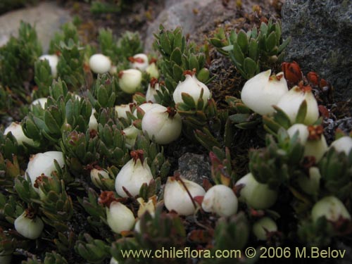 Imágen de Gaultheria caespitosa (Murtillo). Haga un clic para aumentar parte de imágen.