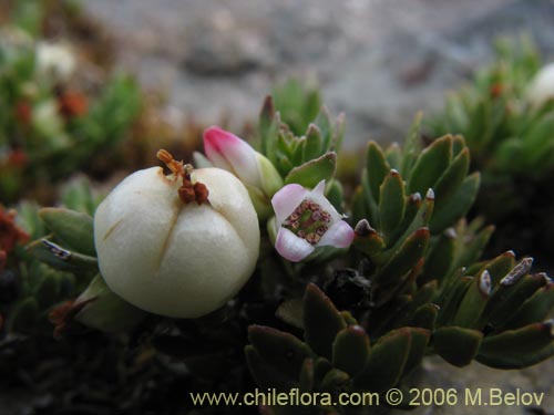 Gaultheria caespitosaの写真