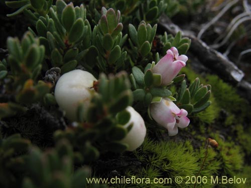 Bild von Gaultheria caespitosa (Murtillo). Klicken Sie, um den Ausschnitt zu vergrössern.