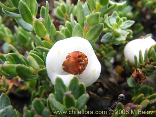 Bild von Gaultheria caespitosa (Murtillo). Klicken Sie, um den Ausschnitt zu vergrössern.