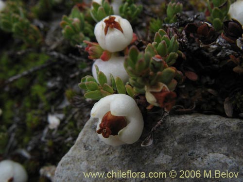 Image of Gaultheria caespitosa (Murtillo). Click to enlarge parts of image.