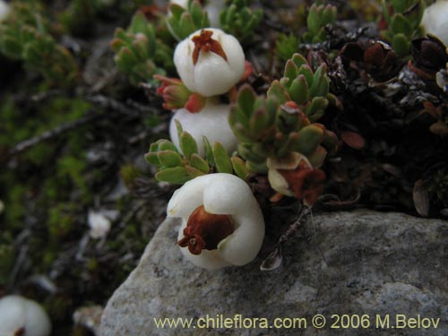 Imágen de Gaultheria caespitosa (Murtillo). Haga un clic para aumentar parte de imágen.