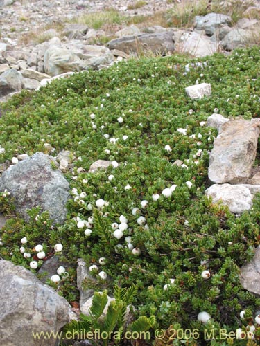 Image of Gaultheria caespitosa (Murtillo). Click to enlarge parts of image.