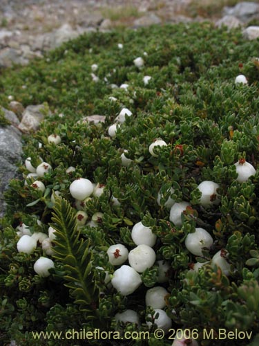 Bild von Gaultheria caespitosa (Murtillo). Klicken Sie, um den Ausschnitt zu vergrössern.