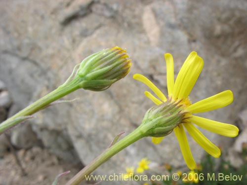 Senecio sp. #1728の写真