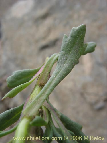 Imágen de Senecio sp. #1728 (). Haga un clic para aumentar parte de imágen.