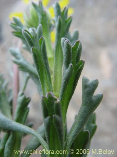 Senecio sp. #1728的照片