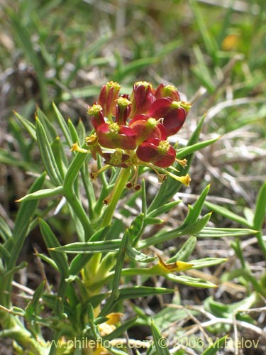 Фотография Mulinum spinosum (Hierba negra / Palo negro / Hierba de la culebra). Щелкните, чтобы увеличить вырез.