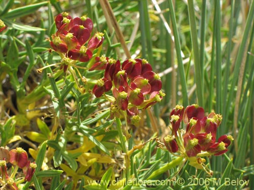 Bild von Mulinum spinosum (Hierba negra / Palo negro / Hierba de la culebra). Klicken Sie, um den Ausschnitt zu vergrössern.