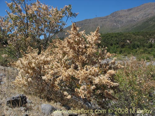 Фотография Proustia cuneifolia (Huañil). Щелкните, чтобы увеличить вырез.