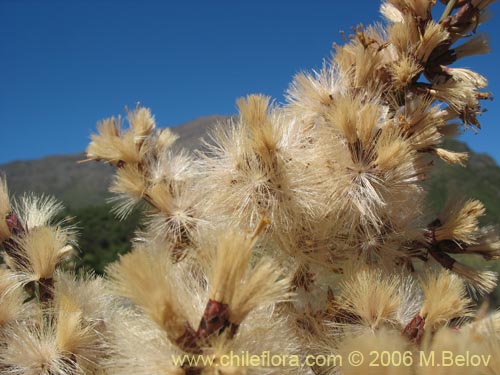 Imágen de Proustia cuneifolia (Huañil). Haga un clic para aumentar parte de imágen.
