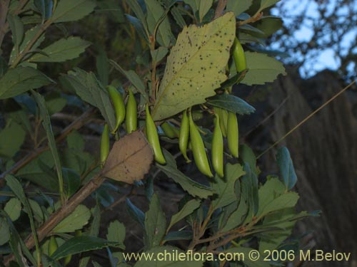 Lomatia dentada的照片