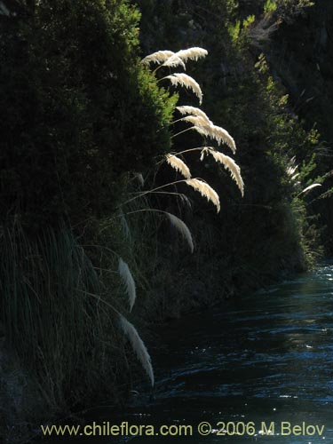 Bild von Cortaderia rudiuscula (Cola de zorro). Klicken Sie, um den Ausschnitt zu vergrössern.