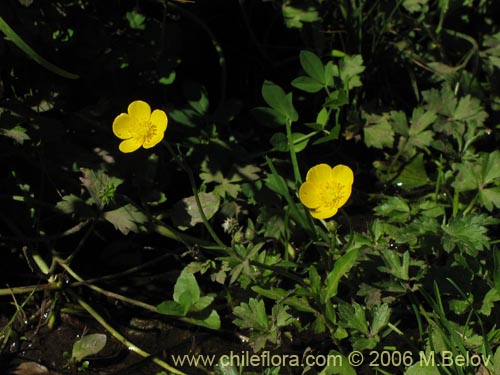 Ranunculus sp. #3037の写真