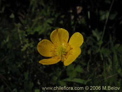 Ranunculus sp. #3037の写真