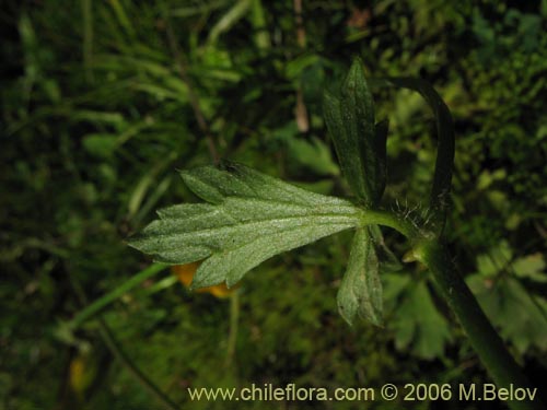 Imágen de Ranunculus sp. #3037 (ranunculus). Haga un clic para aumentar parte de imágen.