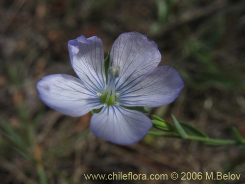 Imágen de Linum bienne (Lino silvestre). Haga un clic para aumentar parte de imágen.