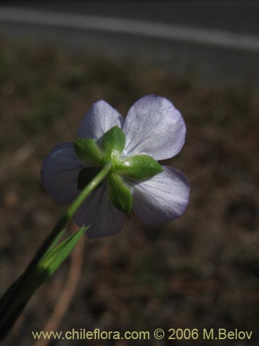 Imágen de Linum bienne (Lino silvestre). Haga un clic para aumentar parte de imágen.