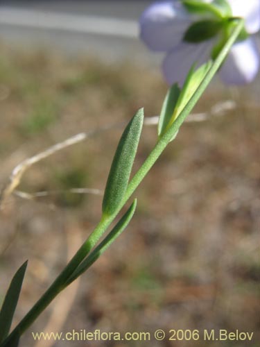 Image of Linum bienne (Lino silvestre). Click to enlarge parts of image.