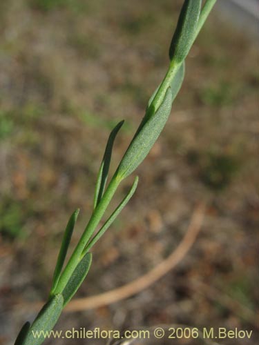 Linum bienneの写真