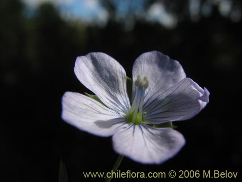 Imágen de Linum bienne (Lino silvestre). Haga un clic para aumentar parte de imágen.