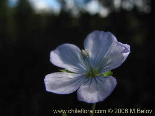 Imágen de Linum bienne (Lino silvestre). Haga un clic para aumentar parte de imágen.