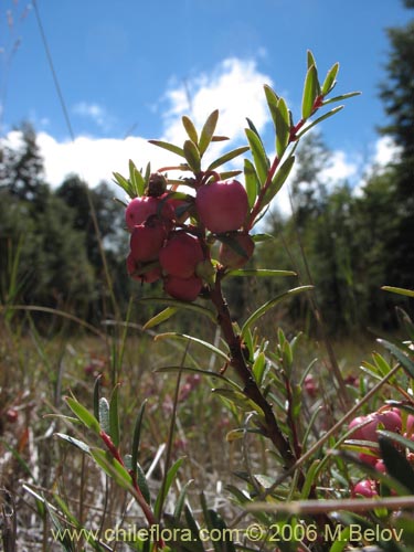 Фотография Gaultheria pumila (Chaura). Щелкните, чтобы увеличить вырез.