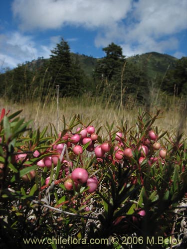 Фотография Gaultheria pumila (Chaura). Щелкните, чтобы увеличить вырез.