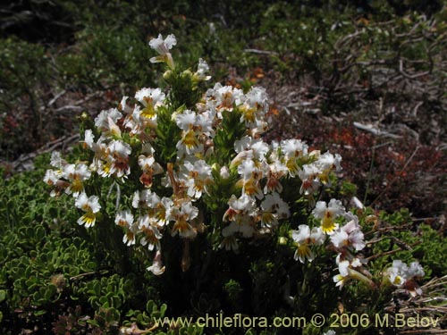 Image of Euphrasia flavicans (eufrasia blanca). Click to enlarge parts of image.