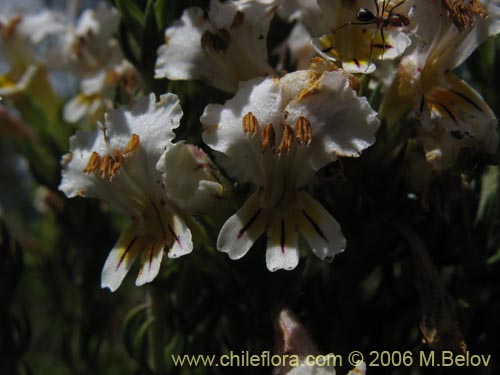 Imágen de Euphrasia flavicans (eufrasia blanca). Haga un clic para aumentar parte de imágen.