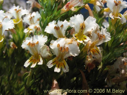 Imágen de Euphrasia flavicans (eufrasia blanca). Haga un clic para aumentar parte de imágen.