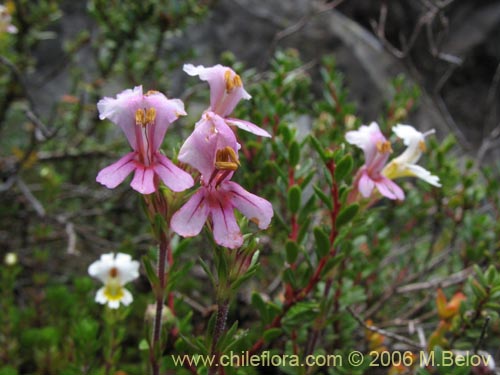 Image of Euphrasia flavicans (eufrasia blanca). Click to enlarge parts of image.