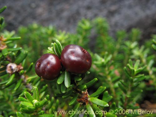 Imágen de Empetrum rubrum (Brecillo / Murtilla de Magallanes / Uvilla). Haga un clic para aumentar parte de imágen.