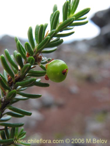 Фотография Empetrum rubrum (Brecillo / Murtilla de Magallanes / Uvilla). Щелкните, чтобы увеличить вырез.