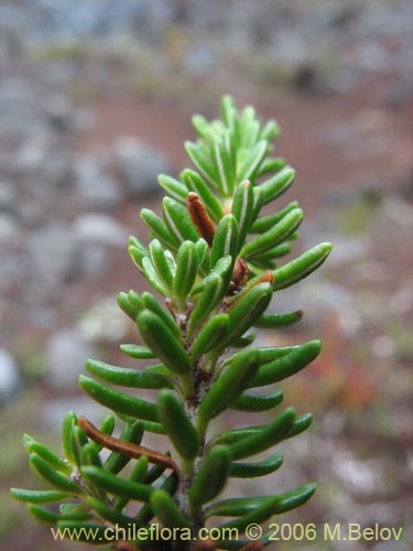 Image of Empetrum rubrum (Brecillo / Murtilla de Magallanes / Uvilla). Click to enlarge parts of image.