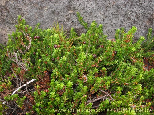 Bild von Empetrum rubrum (Brecillo / Murtilla de Magallanes / Uvilla). Klicken Sie, um den Ausschnitt zu vergrössern.