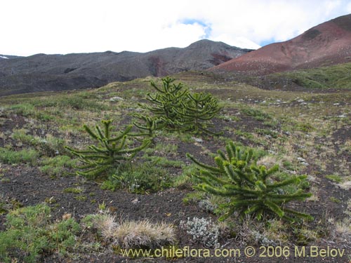 Фотография Araucaria araucana (Araucaria / Pehuén / Piñonero). Щелкните, чтобы увеличить вырез.