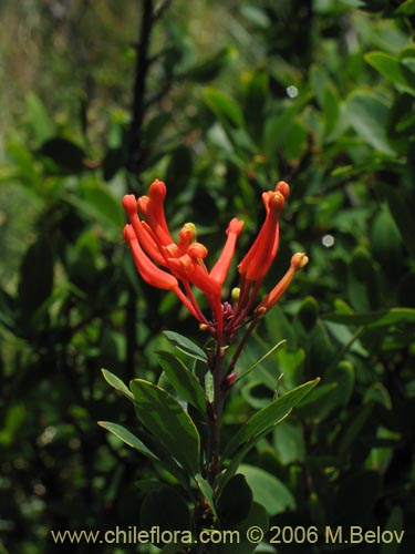 Bild von Embothrium coccineum fma. andina (Notro andino / Ciruelillo). Klicken Sie, um den Ausschnitt zu vergrössern.