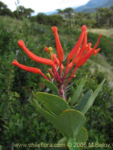 Image of Embothrium coccineum fma. andina (Notro andino / Ciruelillo). Click to enlarge parts of image.