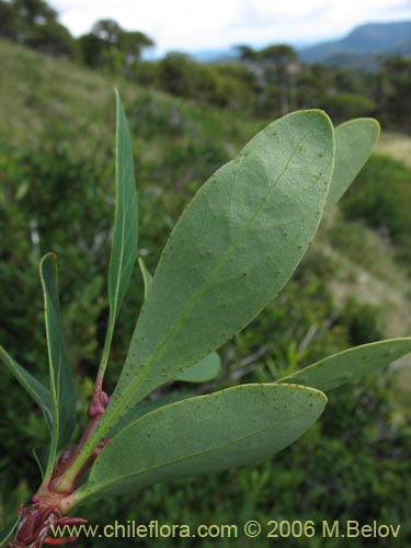 Image of Embothrium coccineum fma. andina (Notro andino / Ciruelillo). Click to enlarge parts of image.