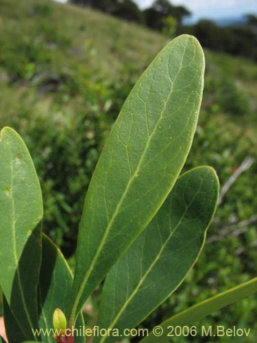 Imágen de Embothrium coccineum fma. andina (Notro andino / Ciruelillo). Haga un clic para aumentar parte de imágen.