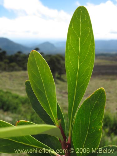 Imágen de Embothrium coccineum fma. andina (Notro andino / Ciruelillo). Haga un clic para aumentar parte de imágen.