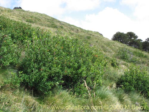 Image of Embothrium coccineum fma. andina (Notro andino / Ciruelillo). Click to enlarge parts of image.