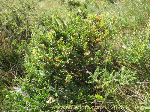 Imágen de Maytenus disticha (Racoma / Maitencito). Haga un clic para aumentar parte de imágen.